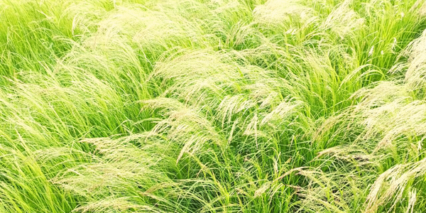 ABOUT TENA TEFF - テナテフ | エチオピア産スーパーフード テフ 公式サイト